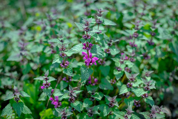 Small bright purple flowers with green foliage
