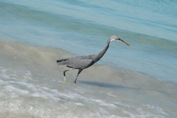 heron on the beach