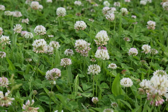 Meadow of alsike clover (Trifolium hybridum) with flowers