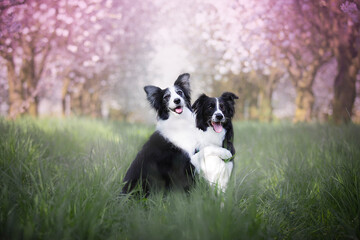 two hugging border collies in flowers