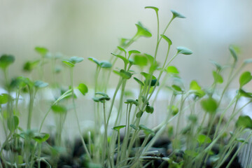 Obraz premium Microgreen arugula sprouts into seedling pots. Raw sprouts, microgreens, healthy eating concept. superfood grown at home