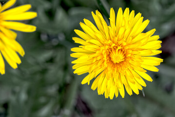 Flower of dandelion, vertical from above