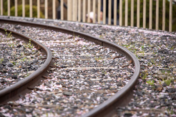 線路と桜の花弁 Railroad tracks and cherry blossom petals