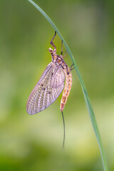 Imago of the female of the green drake or green drake mayfly - Ephemera danica