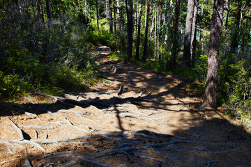 Tree roots that protrude above the surface. A path in a pine forest.