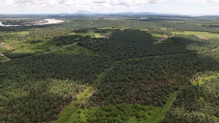 The Palm Oil Estates at Sarawak, the Borneo Island, Malaysia
