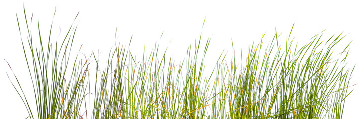 bordure d&rsquo;herbes sur fond blanc 