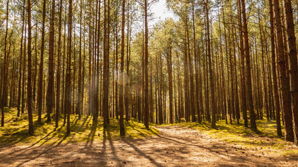 A road among pine forest in spring. Gdansk, Poland.