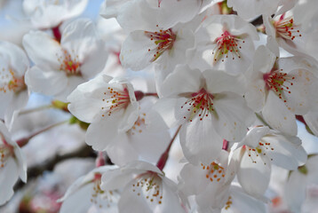 Macro photo of cherry sakura blossom blooming in park, spring on blue sky background