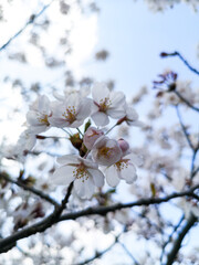 Cherry sakura blossom blooming in park, spring on blue sky background