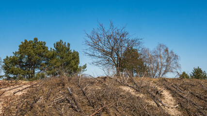 Strengthening moving sand dune with tree trunks and branches. Landscape conservation technology.