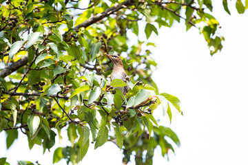 Grey - sided Thrush