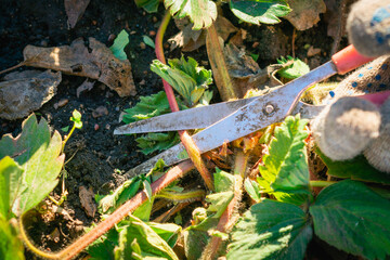 Pruning and removing last year's strawberry leaves with garden shears.