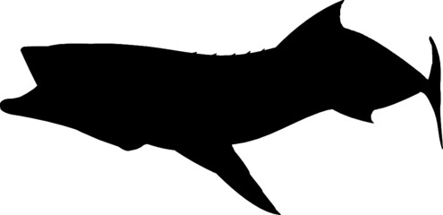 Silhouette of a Cobia Fish