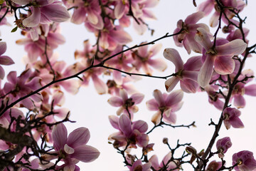 Pink blooming magnolia in the garden