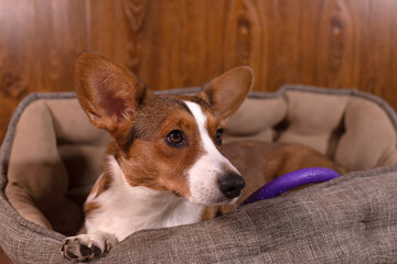 Kind beautiful funny dog corgi cardigan