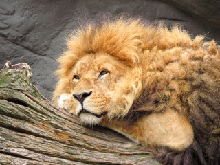 Naklejka premium Furry calm king lion lying on tree.