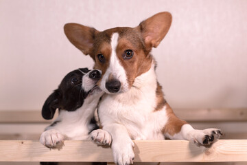 Naklejka na ściany i meble Kind affectionate beautiful dogs corgi cardigan, close-up