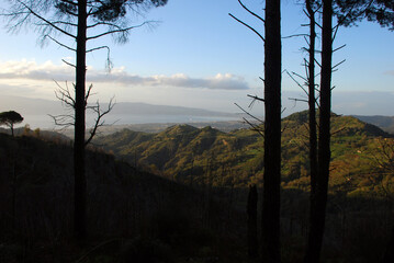 Trees in front of Sicily. Italy, Mediterranean. Winter 2010.