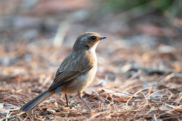 Fototapeta premium Grey Bushchat