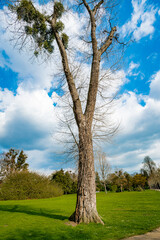 Fototapeta na wymiar A Single Tree Standing Alone with Blue Sky and Grass.