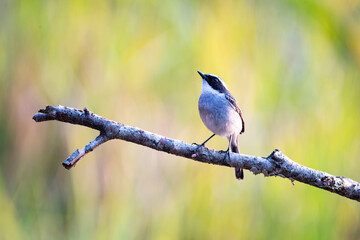 Grey Bushchat