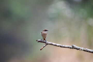 Obraz premium Grey Bushchat