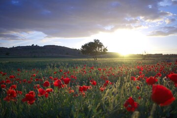 Amapolas en el atardecer