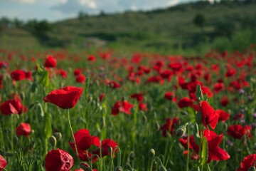 amapolas en el atardecer