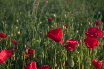 amapolas en el atardecer