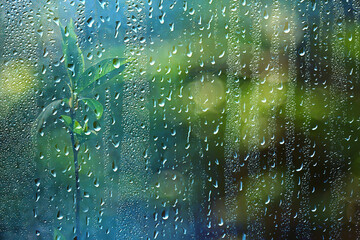 spring rain in the forest, fresh branches of a bud and young leaves with raindrops