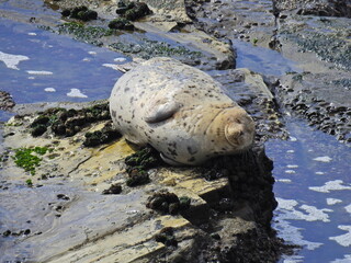 A harbor seal relaxing on the rocky shores of Carpinteria, in Santa Barbara County, California.