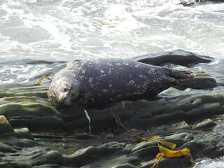 A harbor seal relaxing on the rocky shores of Carpinteria, in Santa Barbara County, California.