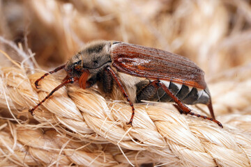 Cockchafer sits on a rope, insect in isolation. Insect with hard elytra, pest of tree species, hard winged. Brown long-legged beetle with a hairy abdomen side view
                              