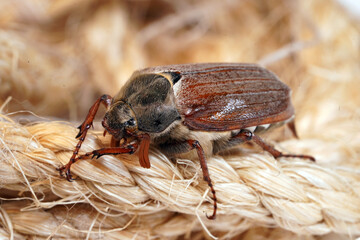 Cockchafer sits on a rope, insect in isolation. Insect with hard elytra, pest of tree species, hard winged. Brown long-legged beetle with a hairy abdomen side view
                              