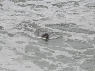 A harbor seal swimming in the tidal waters, along the shores of Carpinteria, in Santa Barbara County, California.