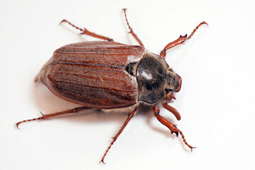 Cockchafer sits on a rope, insect in isolation. Insect with hard elytra, pest of tree species, hard winged. Brown long-legged beetle with a hairy abdomen side view
                              