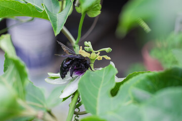 bombus atratus, pauloensis, black manganga or paramo bumblebee (abejorro negro), flower pollination in passion fruit cultivation. lives mainly in South America, photo from the back or tail