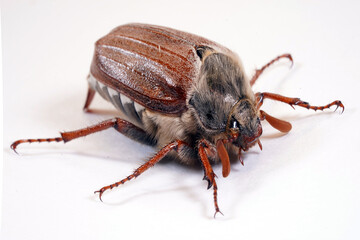 Cockchafer sits on a rope, insect in isolation. Insect with hard elytra, pest of tree species, hard winged. Brown long-legged beetle with a hairy abdomen side view
                              