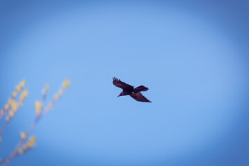 The black raven flies high in the sky.