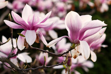 Pink blooming magnolia in the garden