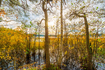 Sunset over the forest lake. Autumn weather. Marshland. Trees without foliage. Beautiful nature. Russia, Europe. View from the shore through the trees.