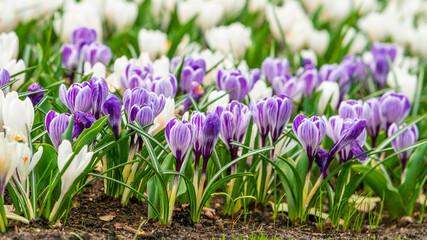Spring Field With Colorful Crocus Flowers