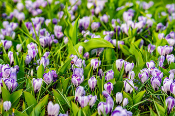 Obraz na płótnie Canvas Crocus Field. crocus flowering in the early spring garden.