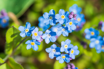 Myosotis alpestris or  Alpine forget me not flowers flowers