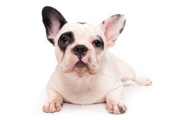 French bulldog puppy isolated on white
