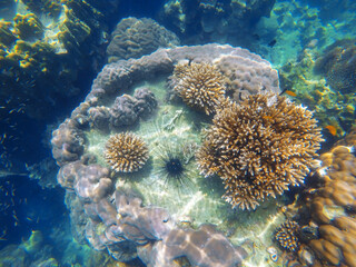 Beautiful coral reefs under the tropical sea in Thailand.