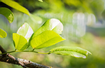 Closeup nature view of green leaf on blurred greenery background