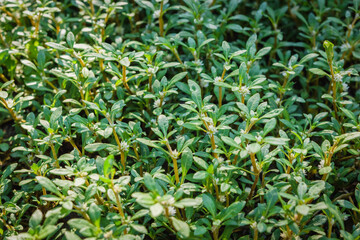 Gomphrena serrata. The character of this plant forms neat clumps with green leaf color