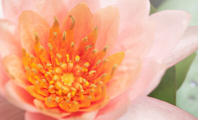 Obraz na płótnie Canvas close up Pink lotus flower